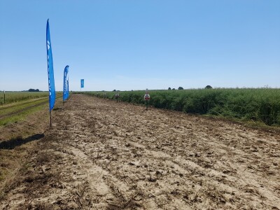 Pioneer dan polja uljane repice