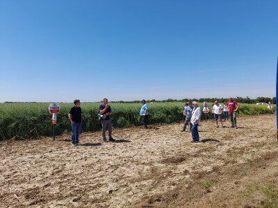 Pioneer dan polja uljane repice