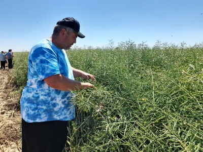 Pioneer dan polja uljane repice