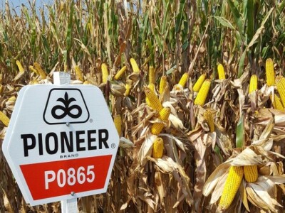 Pioneer Hi-Bred SRB hibridi kukuruza2