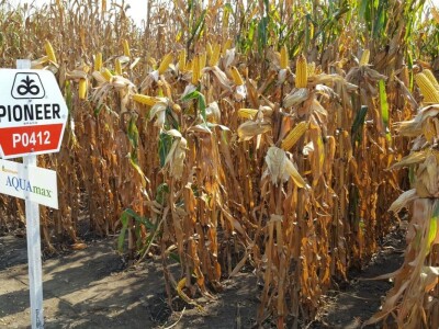 Pioneer Hi-Bred SRB Hibridi kukuruza