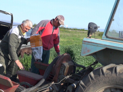 Pioneer hibridi kukuruza najzastupljeniji u Sremu Pioneer hibridi kukuruza najzastupljeniji u Sremu