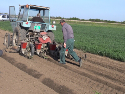 Pioneer hibridi kukuruza najzastupljeniji u Sremu Pioneer hibridi kukuruza najzastupljeniji u Sremu