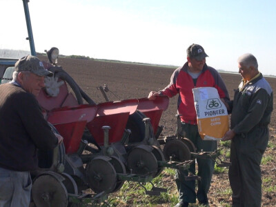 Pioneer hibridi kukuruza najzastupljeniji u Sremu Pioneer hibridi kukuruza najzastupljeniji u Sremu