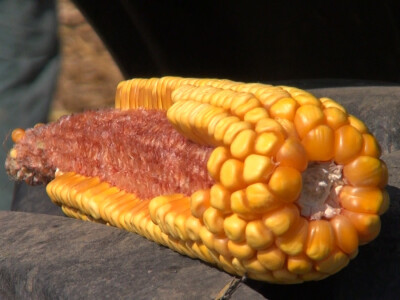 Pioneer hibridi ponovo rekordni