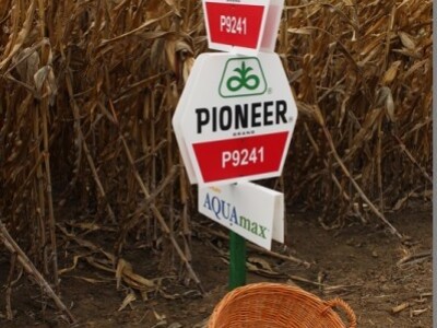 Pioneer Dan polja, Klisa