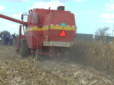 Žetva kukuruza u Buđanovcima