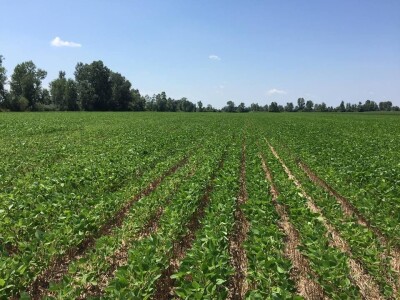 Pioneer repica kod Ostrihona