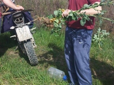 Pioneer repica kod Ostrihona