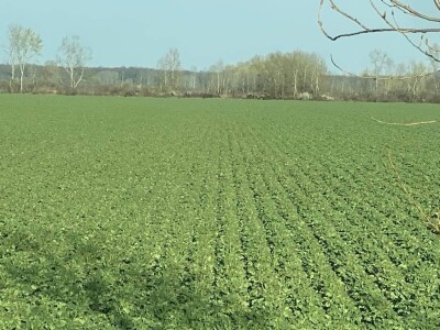 Pioneer repica kod Ostrihona