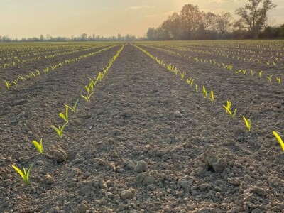 Pioneer repica kod Ostrihona