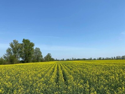 Pioneer repica kod Ostrihona