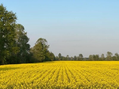 Pioneer repica kod Ostrihona