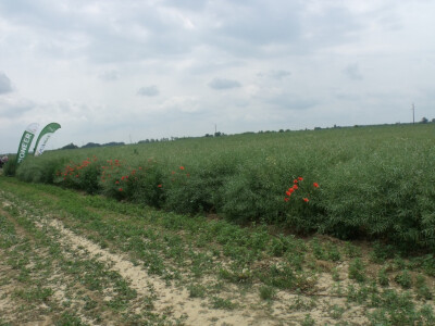 Pioneer uljana repica