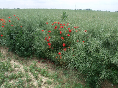 Pioneer uljana repica