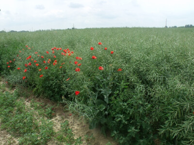 Pioneer uljana repica