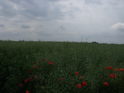 Pioneer uljana repica