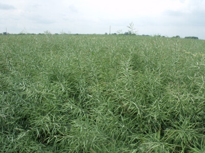 Pioneer uljana repica