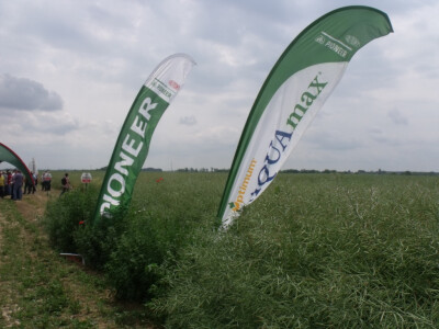 Pioneer uljana repica