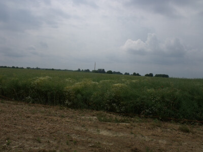 Pioneer uljana repica