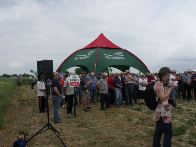 Pioneer uljana repica