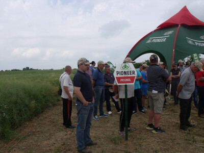 Pioneer uljana repica