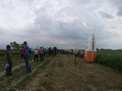 Pioneer uljana repica