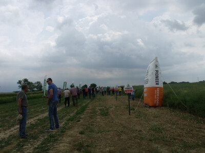 Pioneer uljana repica