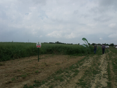 Pioneer uljana repica