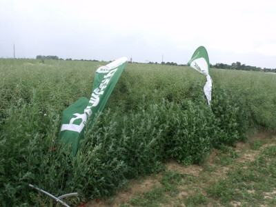 Pioneer uljana repica