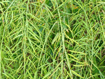 Dupont Pioneer Dan polja uljane repice