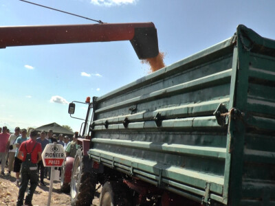 Prinos kukuruza 8 t/ha