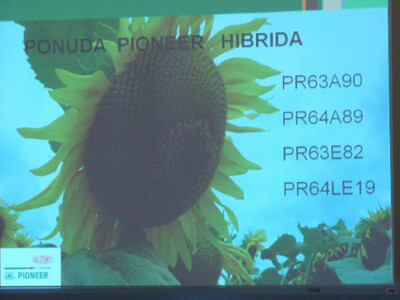 Dan polja suncokreta IPK Tvornice ulja Čepin