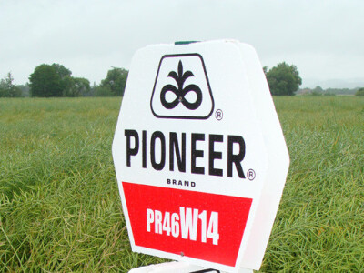 Dupont Pioneer Dan polja uljane repice