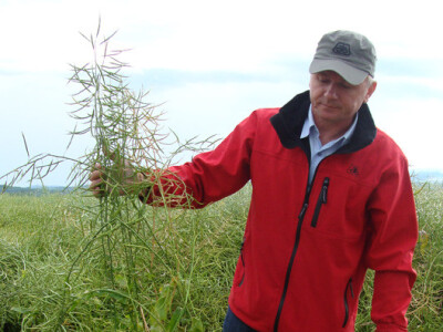 Dupont Pioneer Dan polja uljane repice