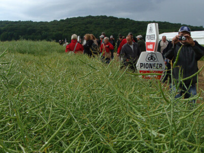 Dupont Pioneer Dan polja uljane repice