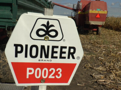 Dan polja Pioneer, Buđanovci