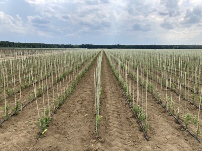 Pipelife navodnjavanje voćnih sadnica