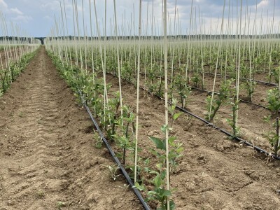 Pipelife navodnjavanje voćnih sadnica