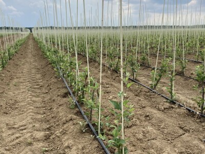 Pipelife navodnjavanje voćnih sadnica