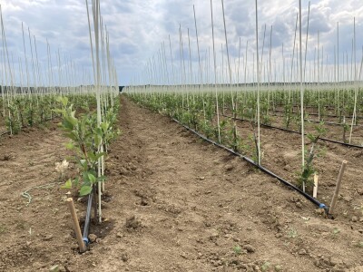 Pipelife navodnjavanje voćnih sadnica