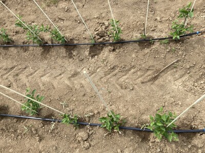 Pipelife navodnjavanje voćnih sadnica