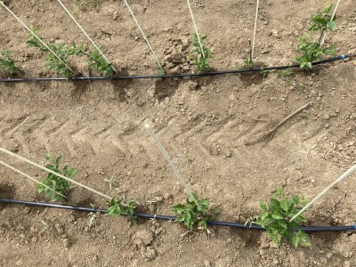 Pipelife navodnjavanje voćnih sadnica