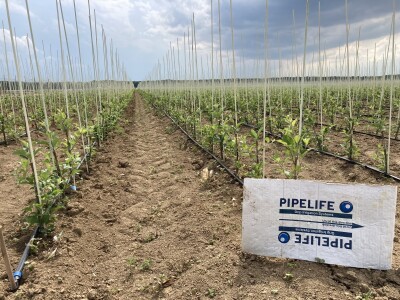 Pipelife navodnjavanje voćnih sadnica