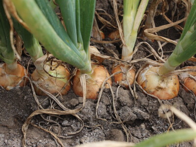 Pipelife sistem za navodnjavanje u Despotovu i Deronjama