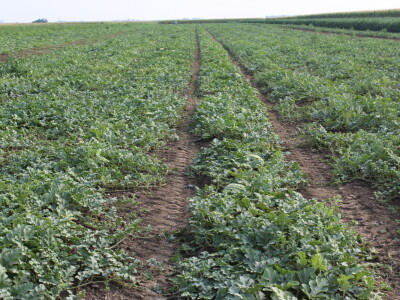 Pipelife sistem za navodnjavanje u Despotovu i Deronjama