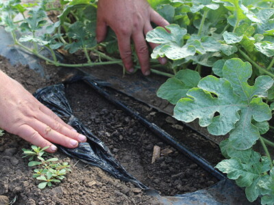 Pipelife sistem za navodnjavanje u Despotovu i Deronjama