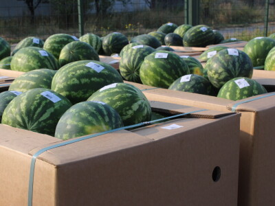 Pipelife sistem za navodnjavanje u Despotovu i Deronjama