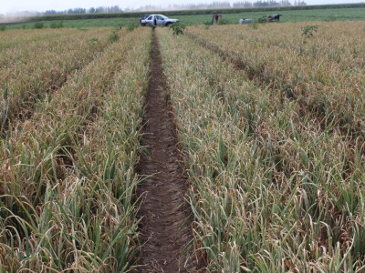 Pipelife sistem za navodnjavanje u Despotovu i Deronjama