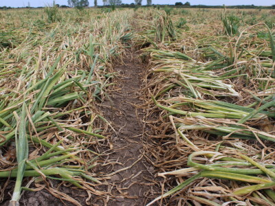 Pipelife sistem za navodnjavanje u Despotovu i Deronjama